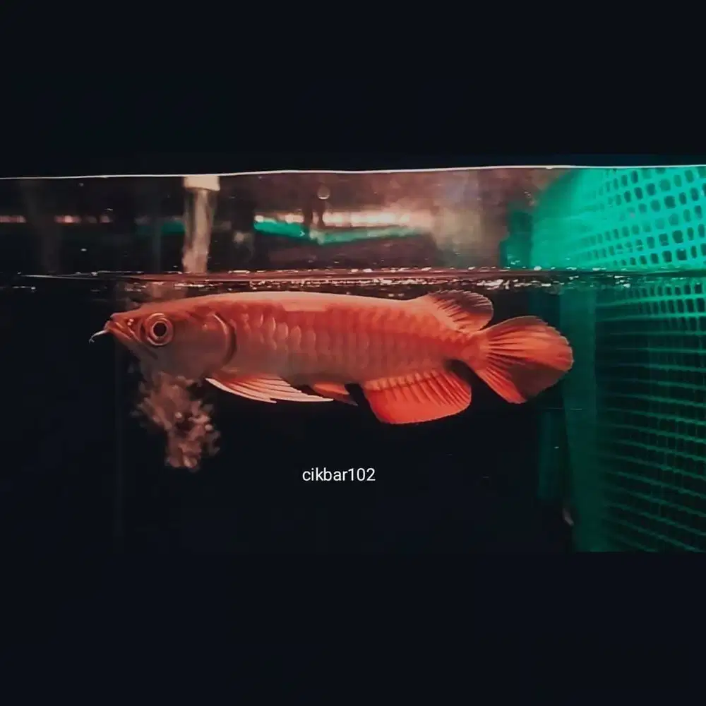 Arwana golden red arowana  aquarium box tabung gas