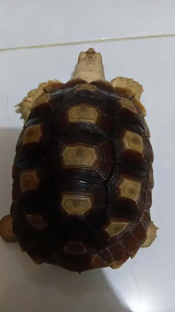 *DIJUAL KURA-KURA SULCATA