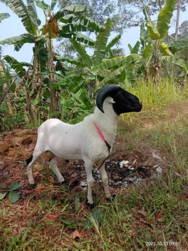 Paket Kambing Kurban