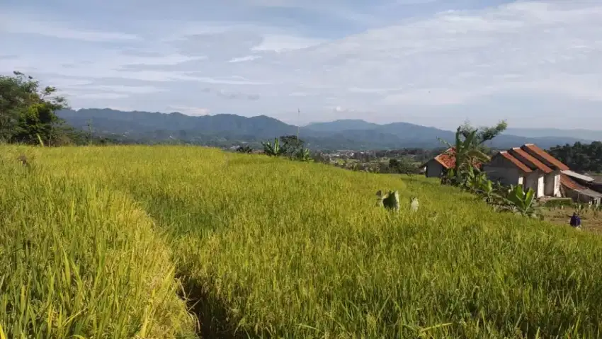 Tanah sawah produktif sangat strategis banget View lepas