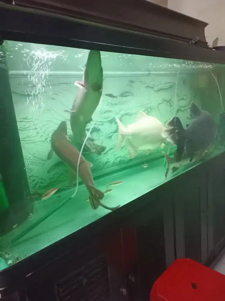 Ikan Predator Jumbo Besar Giant