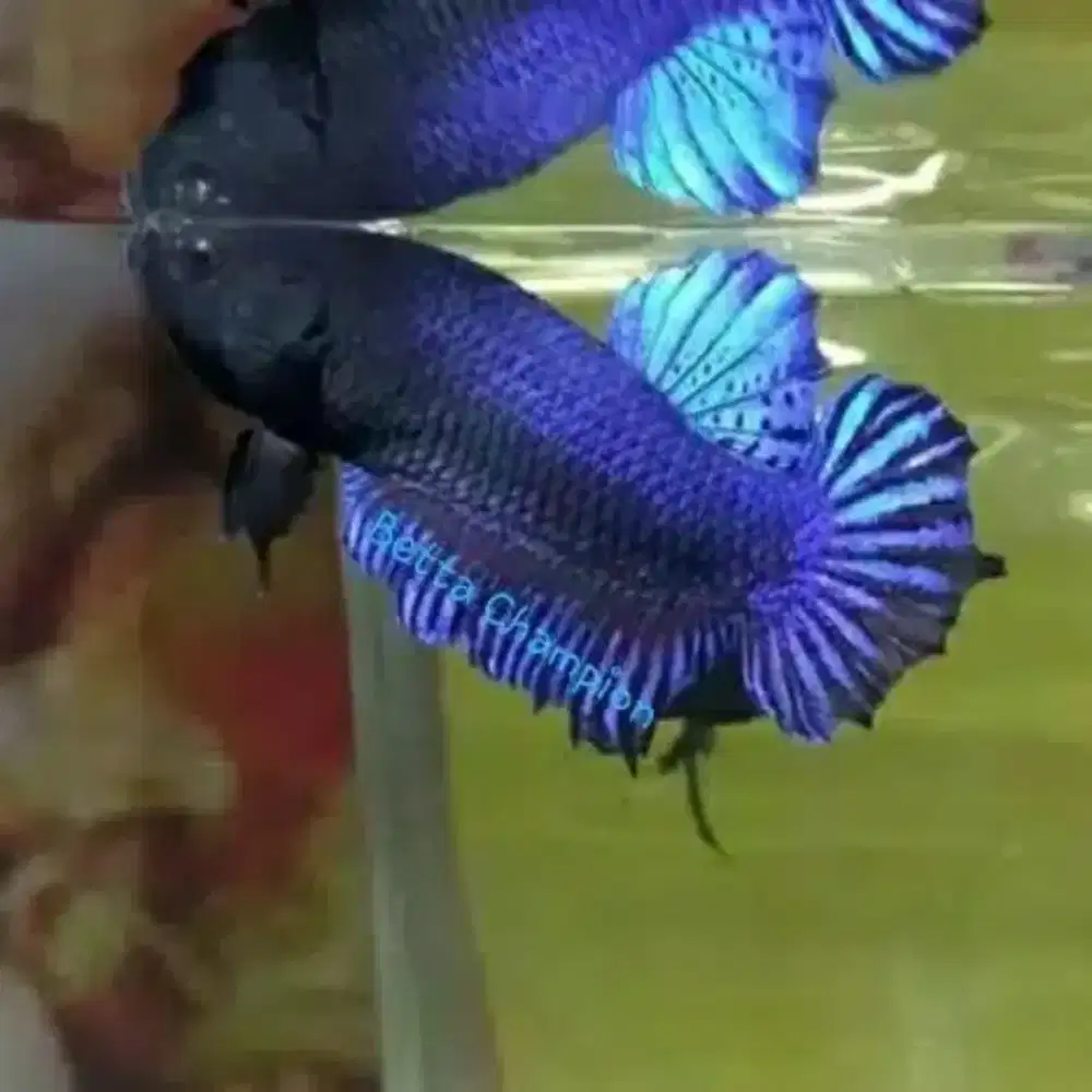 ikan import vietnam