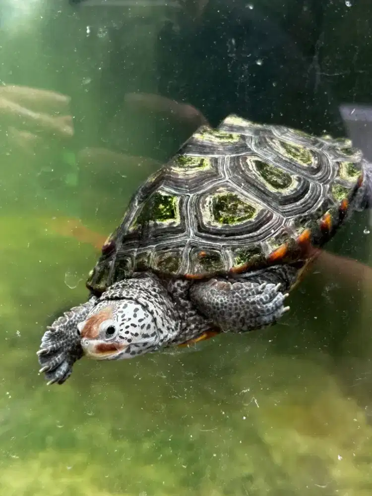 DBT Diamondback Terrapin Centrata Turtle 18cm
