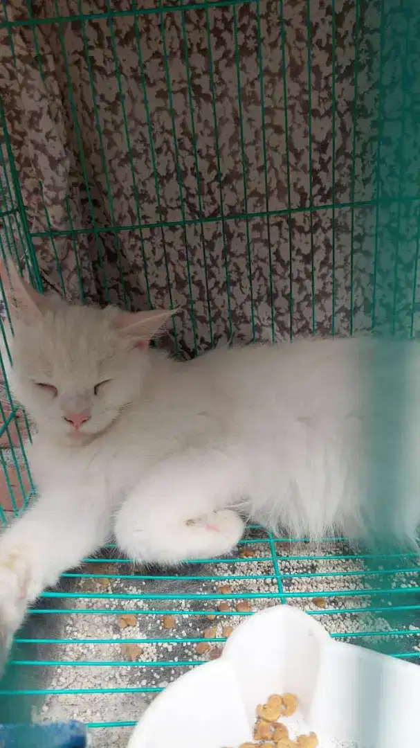 Open Adopt Kucing Persia