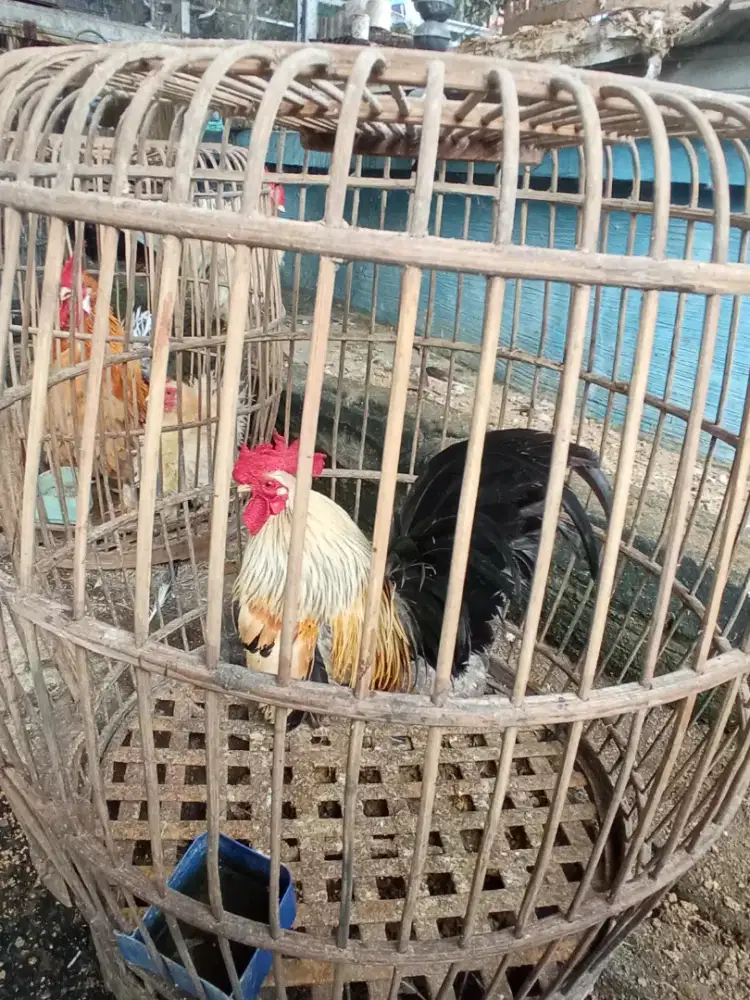 Ayam hias Kate chabo thailand jantan.