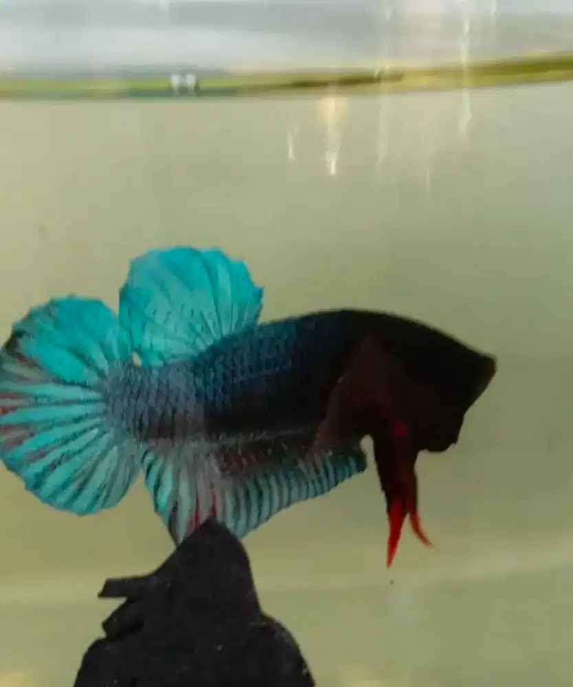 ikan cupang import thailand