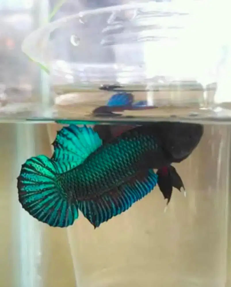 ikan cupang import thailand