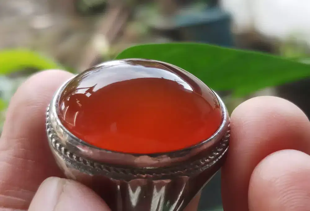 Merah Sepah Raflesia