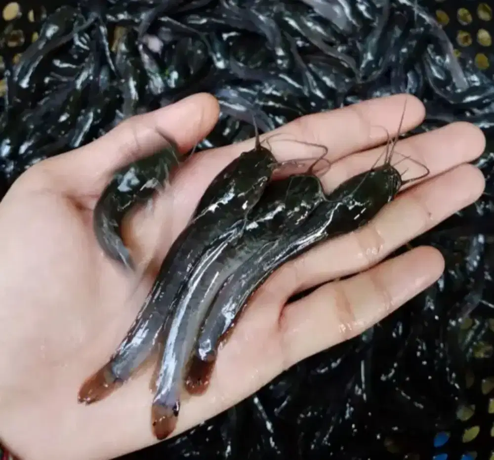 Jual bibit ikan lele ikan Redy yg minat cat wA