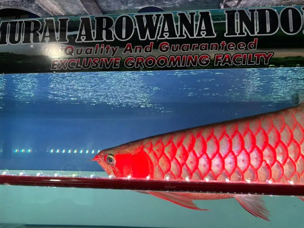 SUPER RED MERAH 60 cm