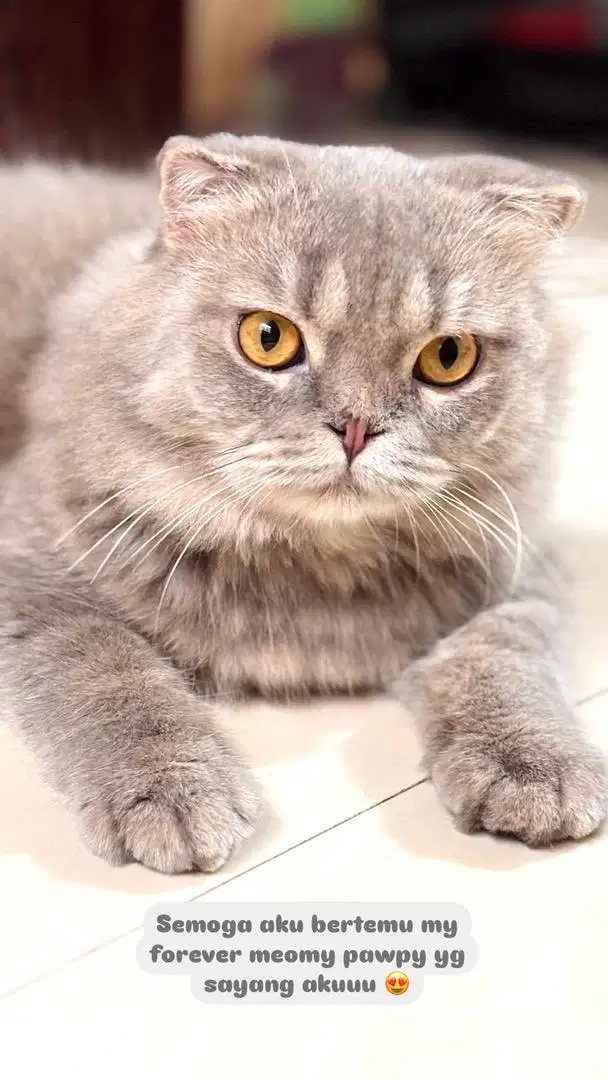 Bsh scottishfold jdhin munchkin ragdoll bsh name denza