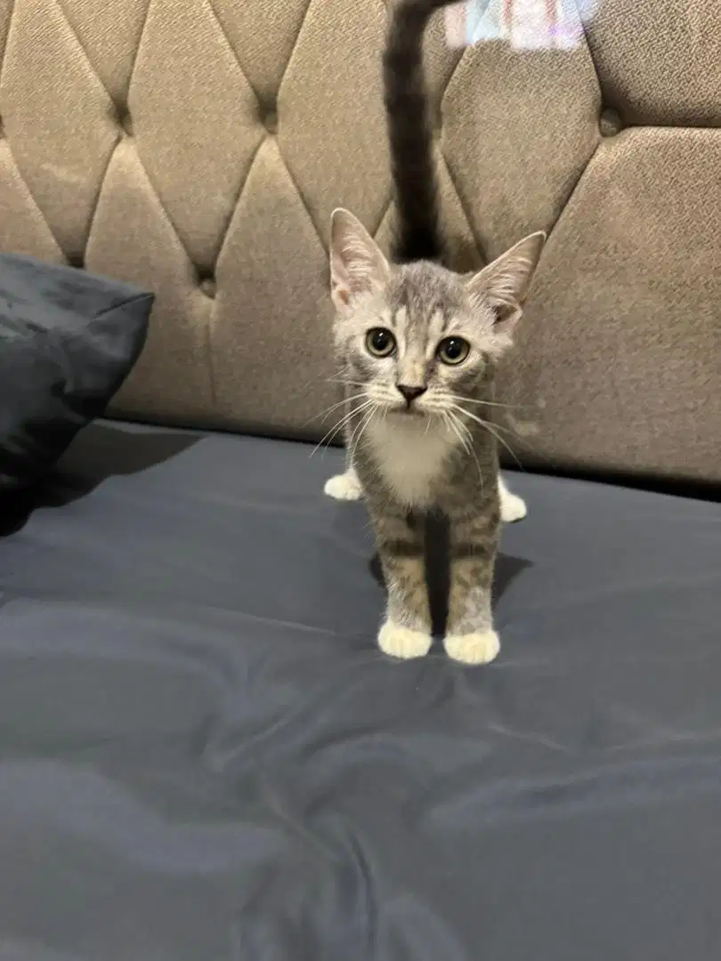 Kucing kitten bsh mix persia