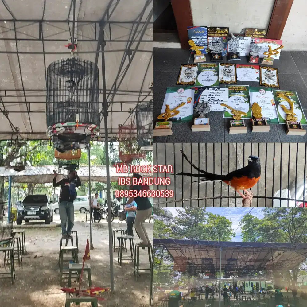 Burung Murai Batu Gacor Prestasi Istimewa