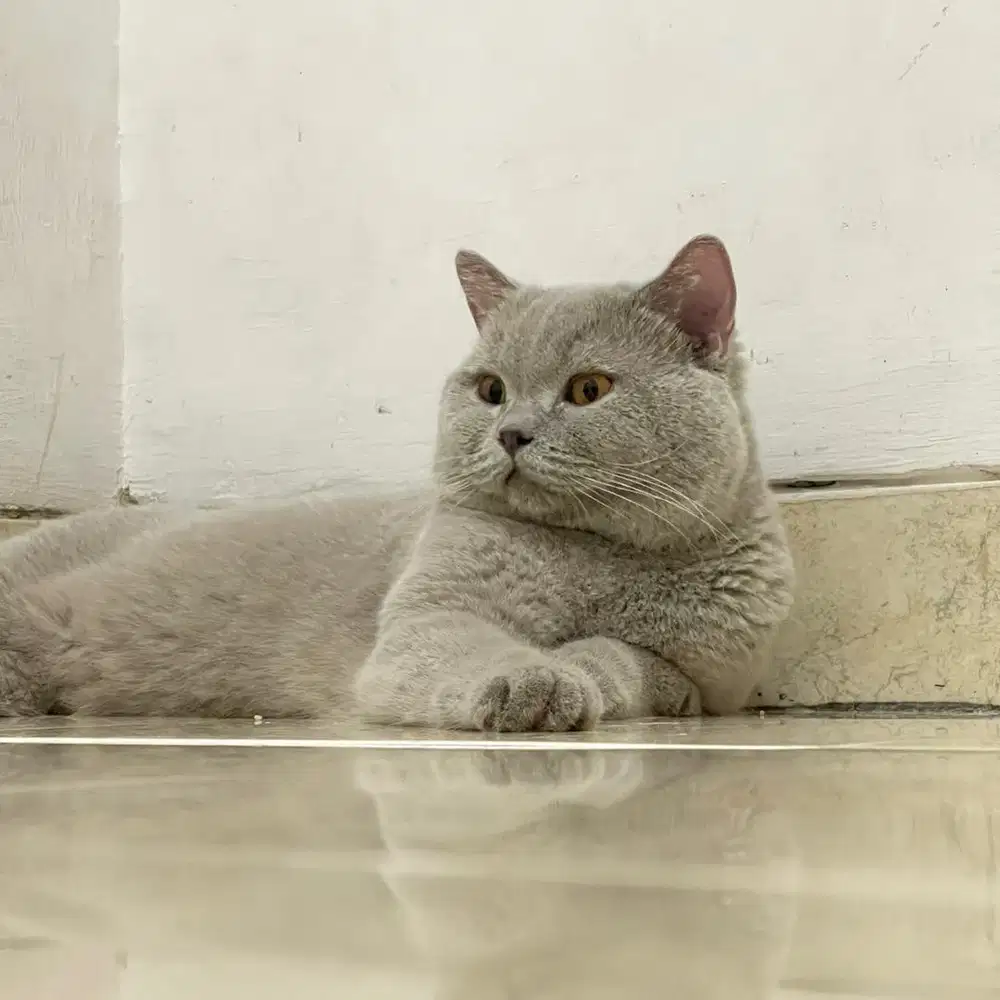 KUCING BSH LILAC BRITISH SHORTHAIR