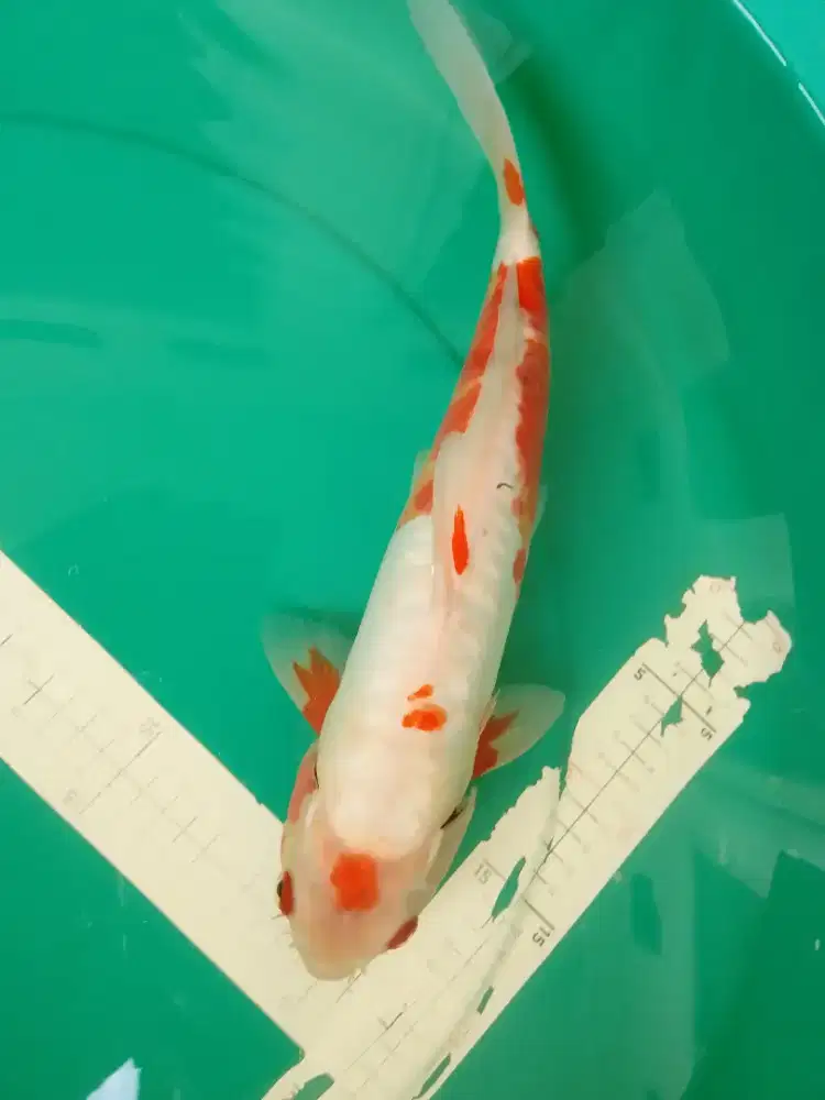 Ikan koi jenis Koshui uk 33cm antik