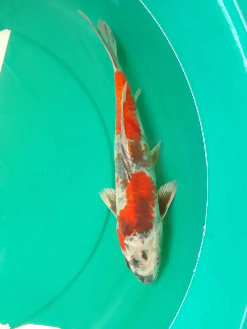 Ikan koi jenis Kage Showa 36cm warna metalik