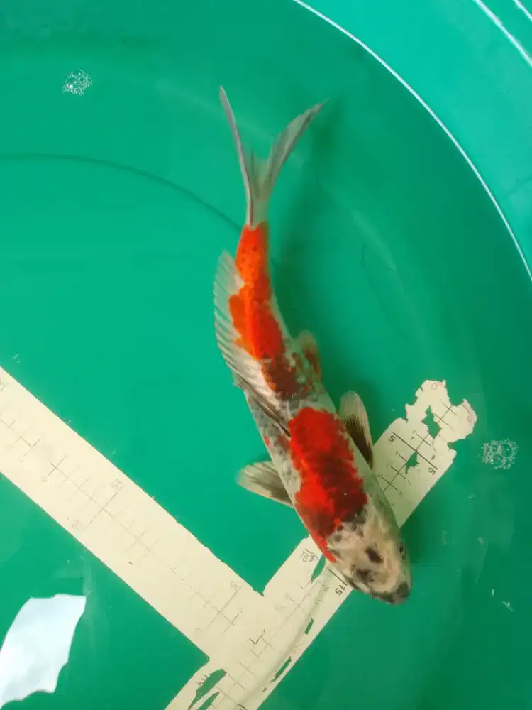 Ikan koi jenis Kage Showa 37cm warna metalik