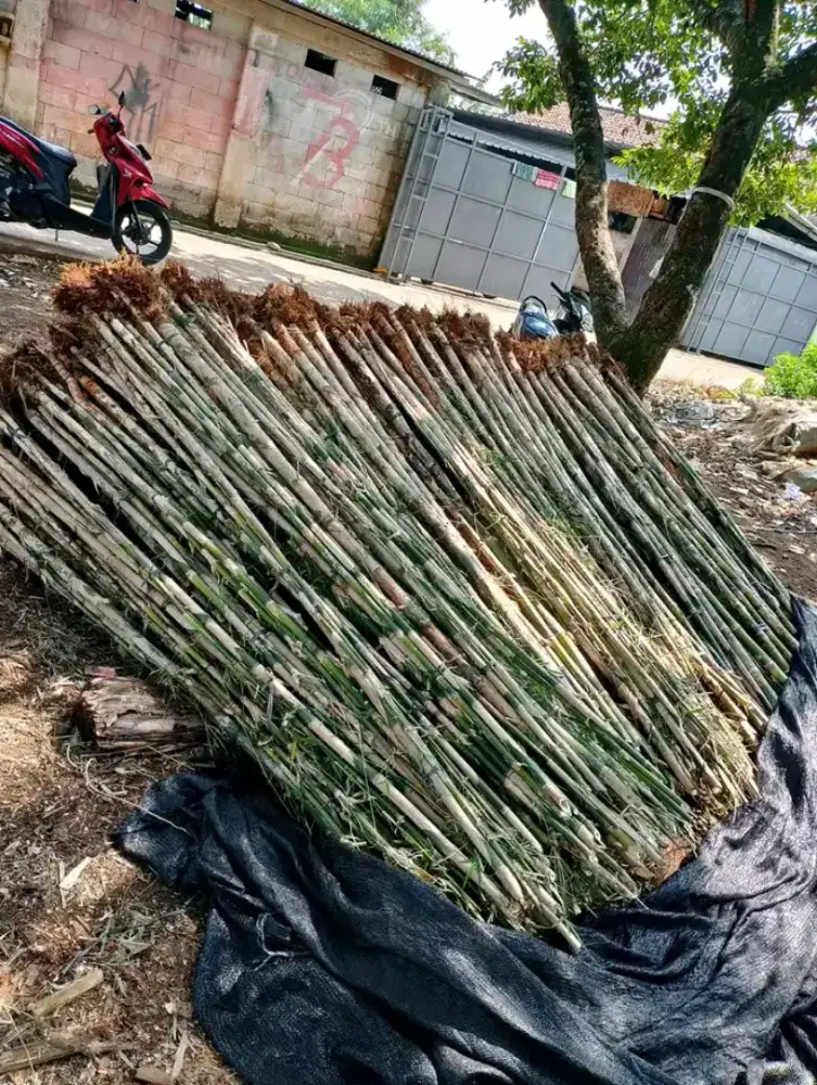 Jual Bambu Jepang/Bambu Jepang/Tanaman Pagar