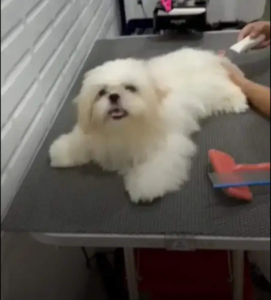 Grooming anjing ras kecil