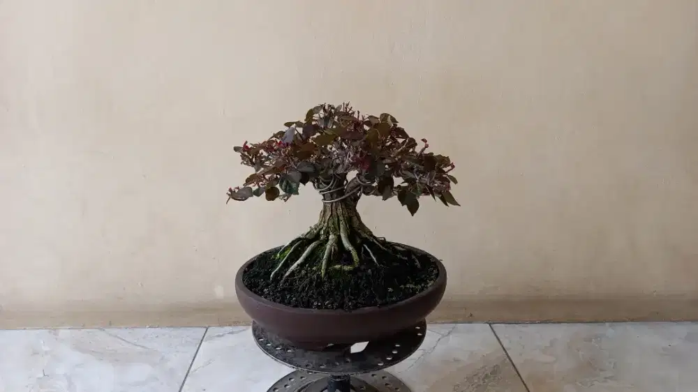 BONSAI WARU MERAH TOP BOGEL