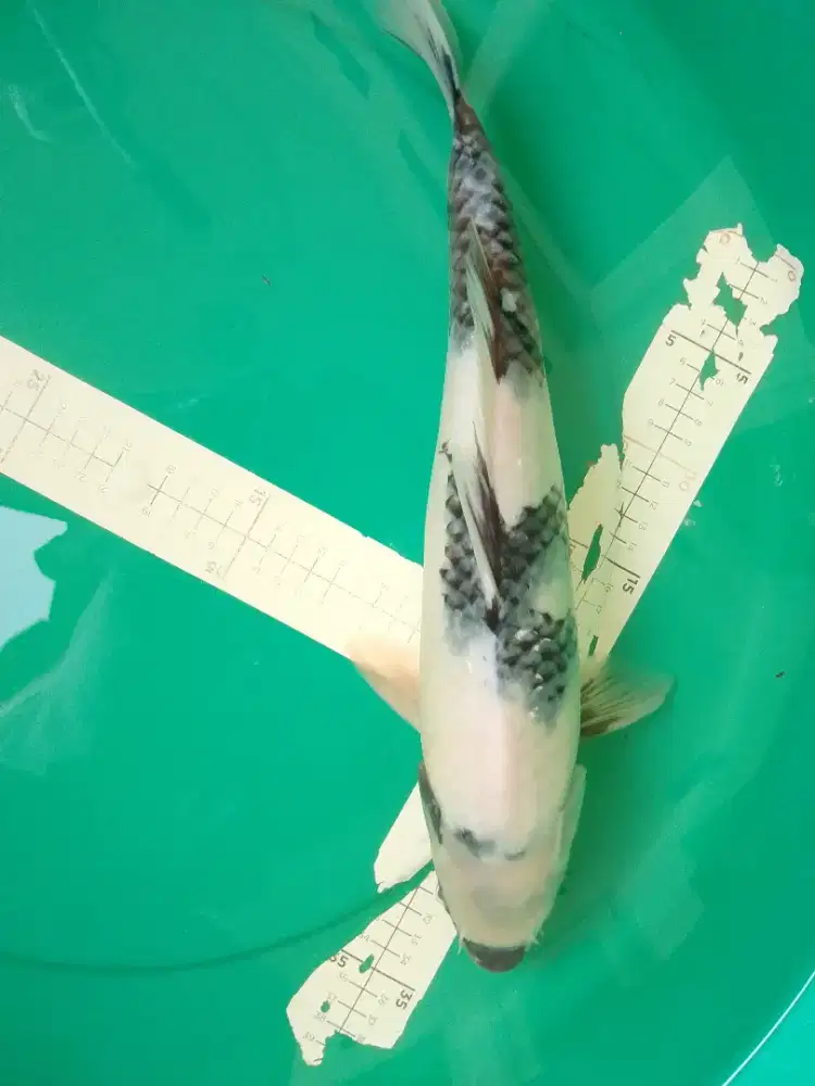 Ikan koi jenis Shiro import 38cm sertifikat Shinoda