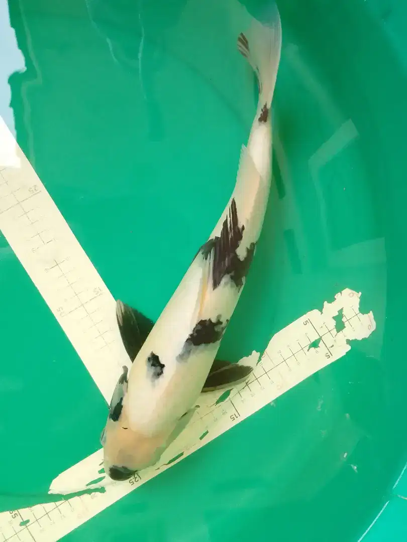 Ikan koi jenis Shiro import sertifikat Shinoda 36cm