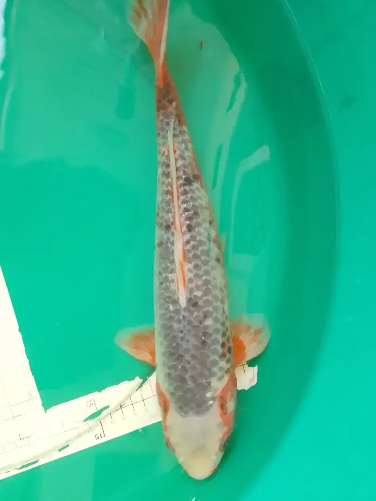 Ikan koi jenis ASAGI 42cm Male