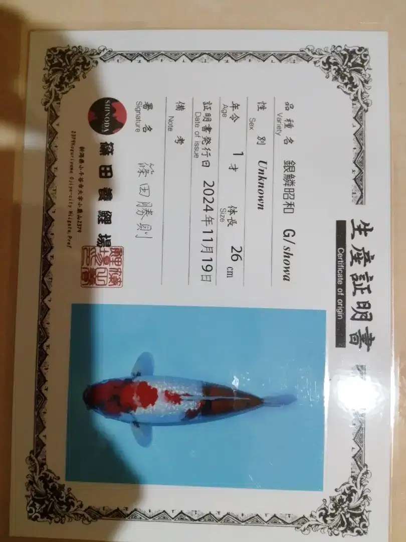 Ikan koi jenis Showa GINRIN 36cm import sertifikat Shinoda