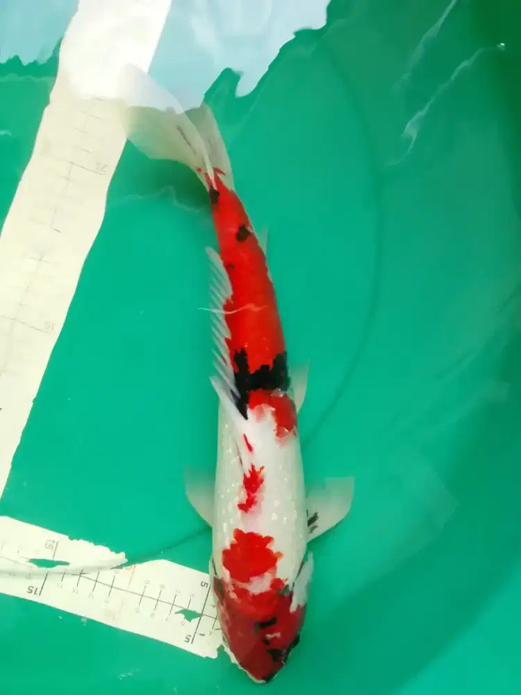 Ikan koi jenis Showa GINRIN 36cm import sertifikat Shinoda