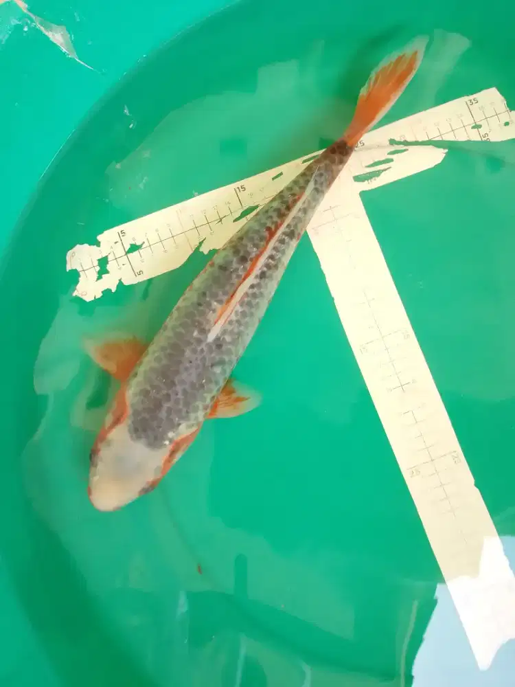 Ikan koi jenis ASAGI 42cm