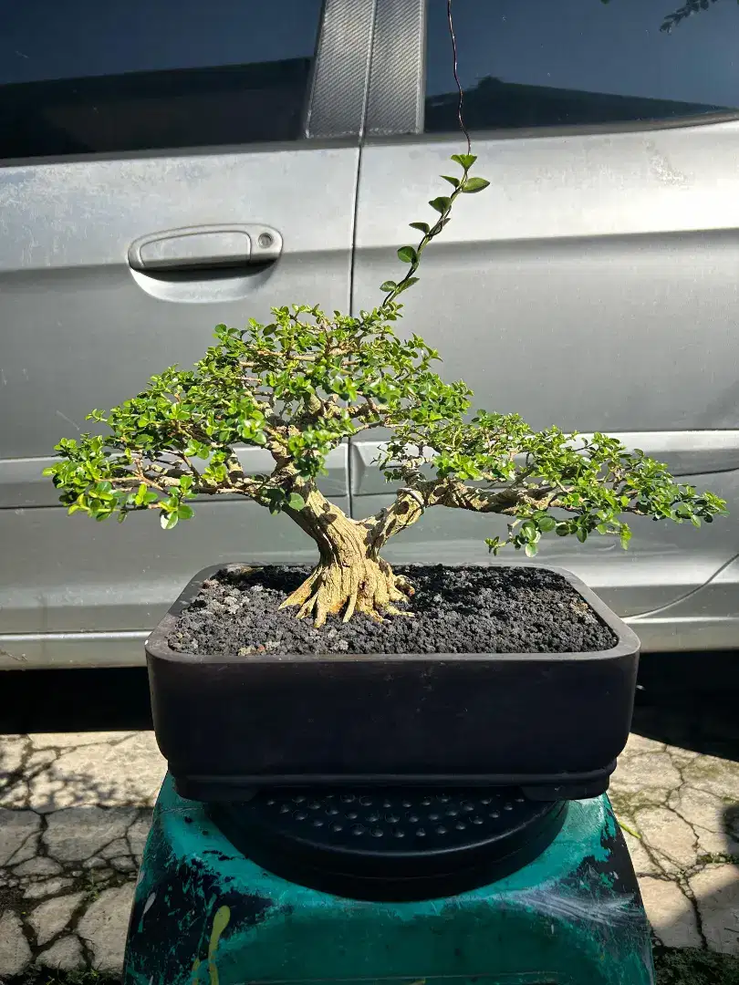 Sancang bonsai sancang the max