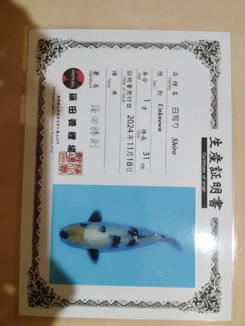 Ikan koi jenis Shiro 36cm import sertifikat Shinoda