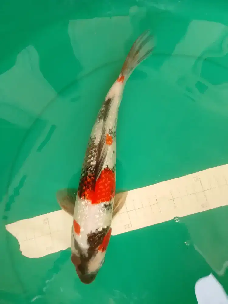 Ikan koi jenis Showa GINRIN 34cm