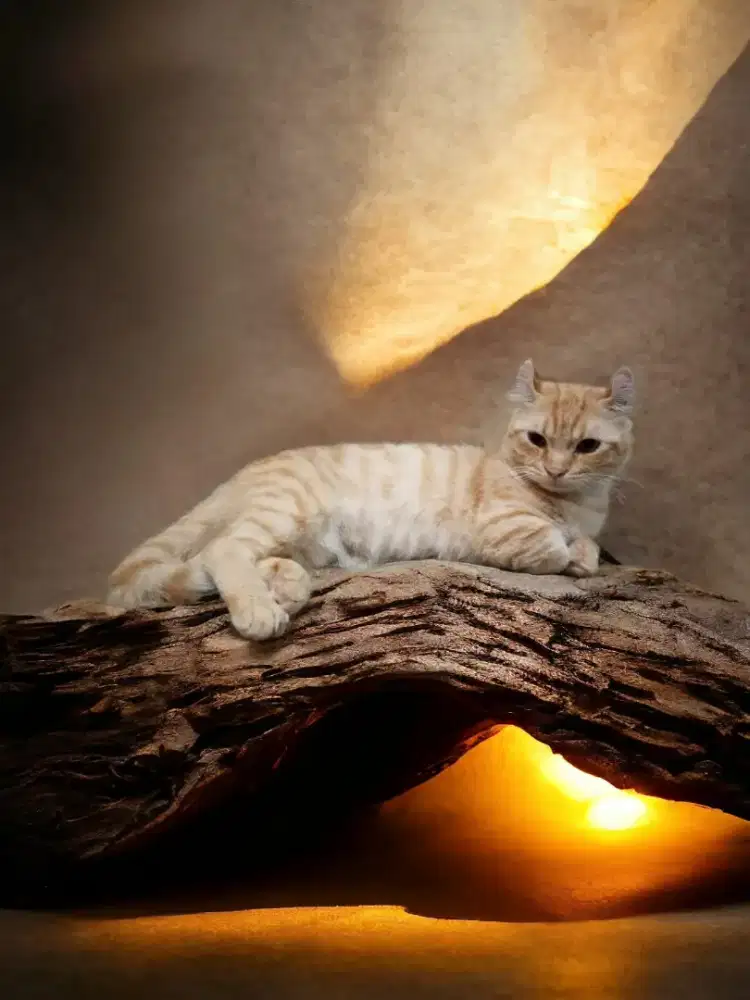 Jasa Pacak Kinkalow Muchkin American Curl