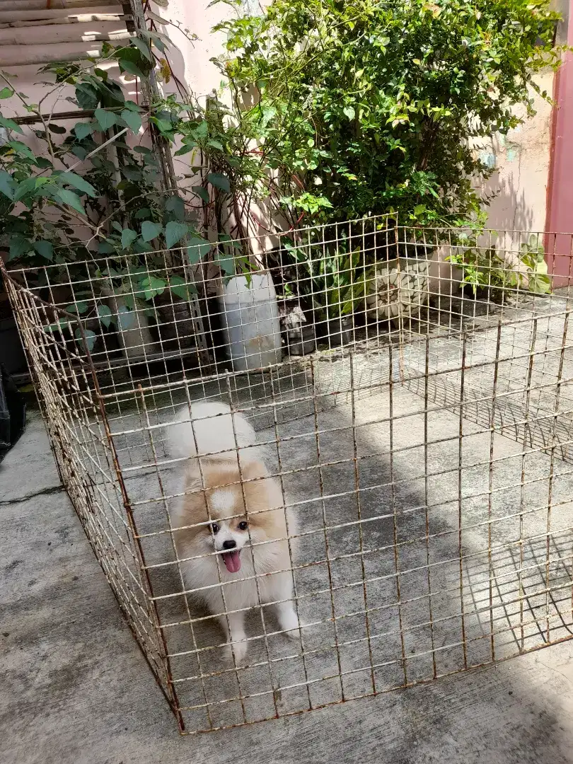 Anjing mini pom stambum & vaksin