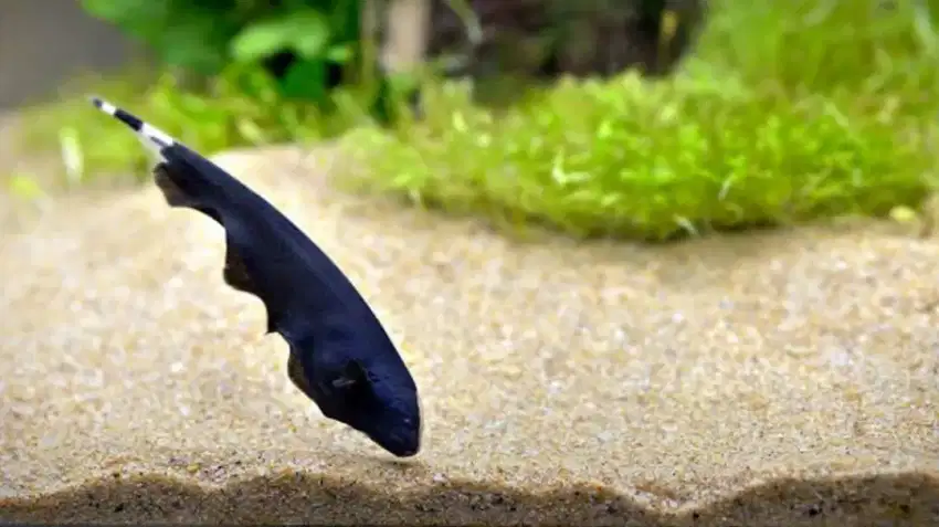 Ikan Black Gosh