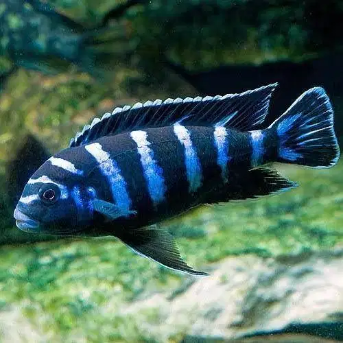 Ikan Hias Demasoni