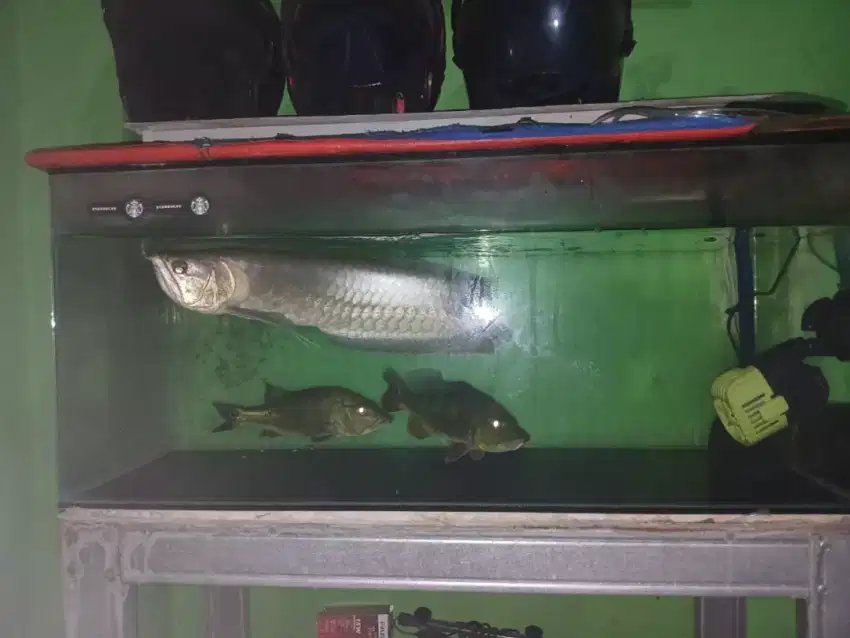 Ikan Hias Predator