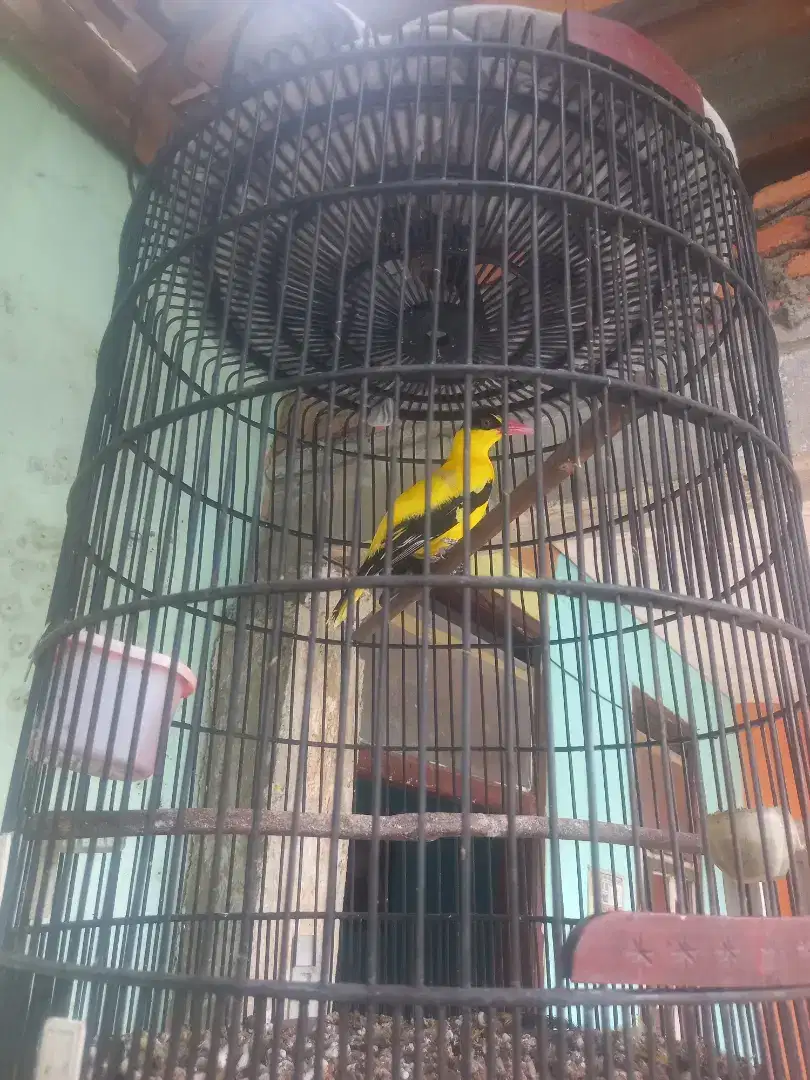Burung kepodang bali