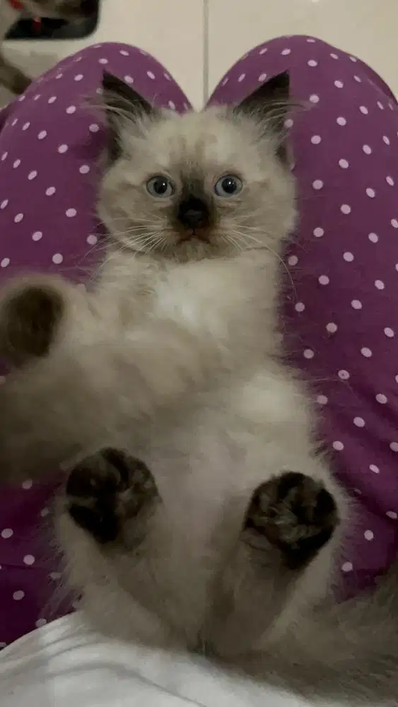 Kucing kitten himalaya