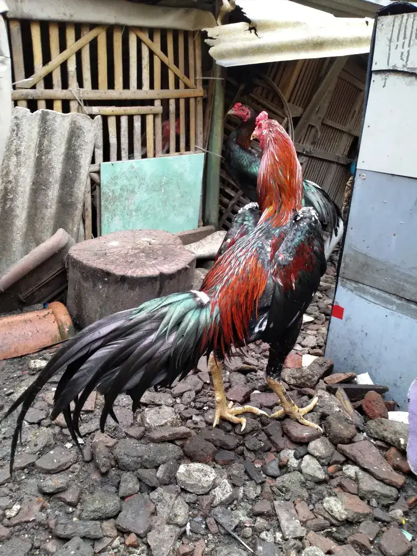 Jual ayam Bangkok besar dan tinggi murah.