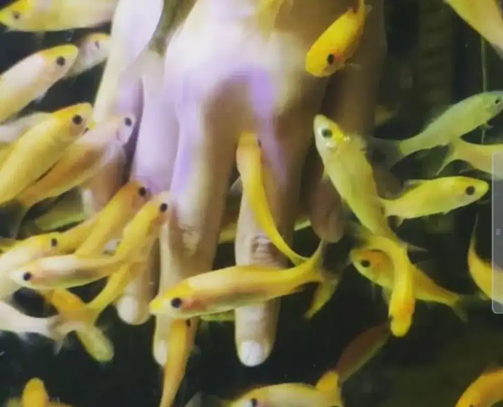 Ikan nilem lemon terapi UK 5-6-7 campur