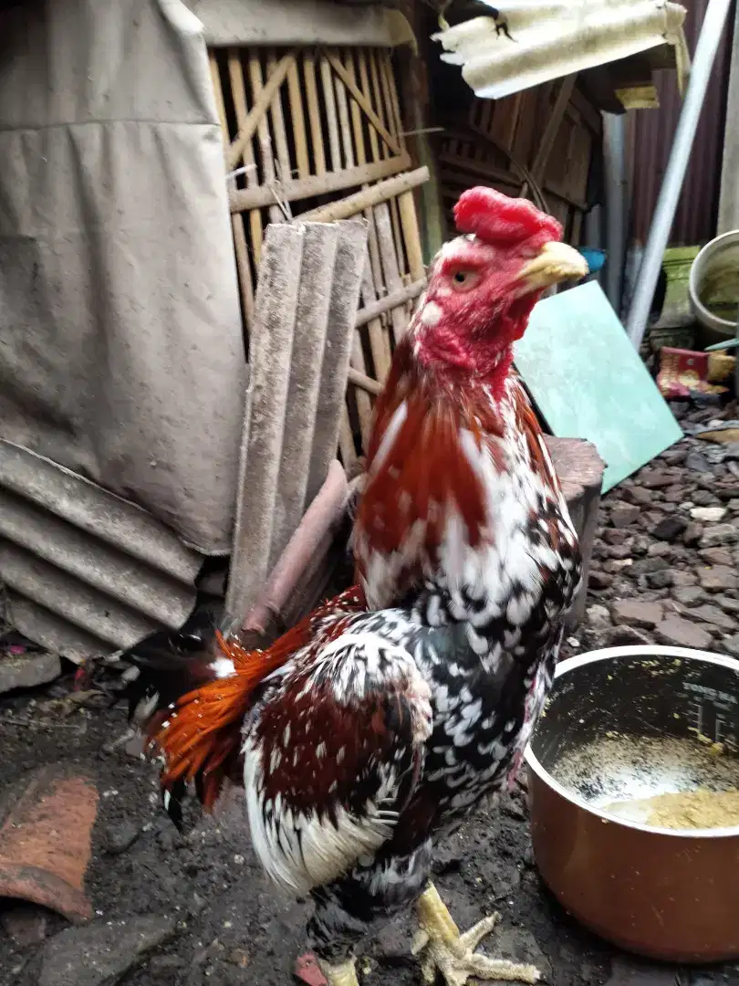 Jual ayam Bangkok berkualitas murah