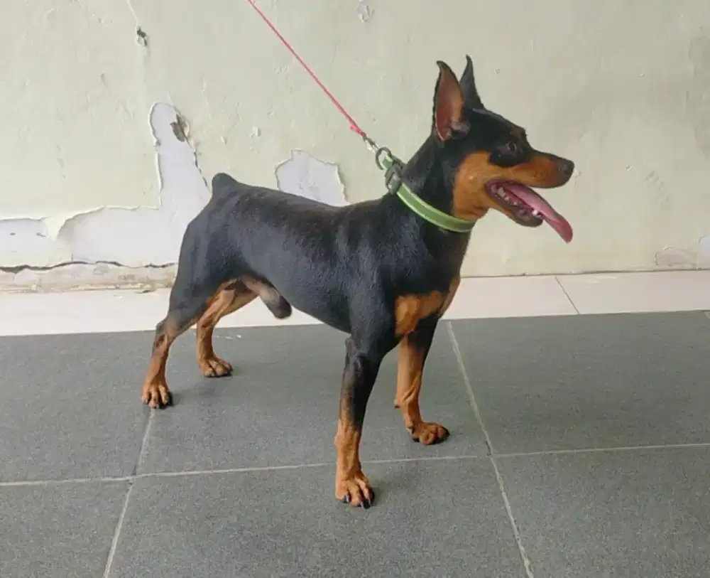 Mini pincher jantan