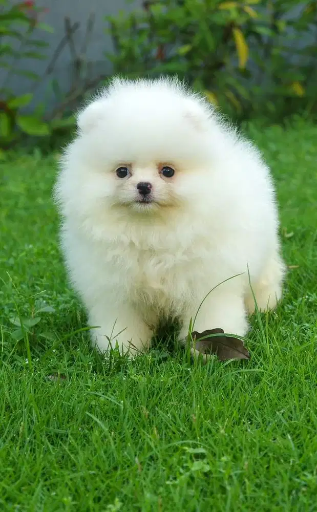 Anjing pom/ pomeranian puppy..putih/white