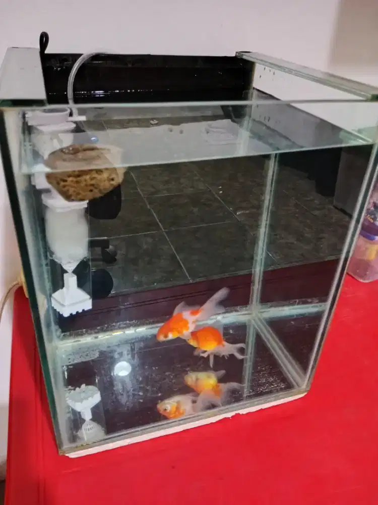 Aquarium kaca siap pajang fullset