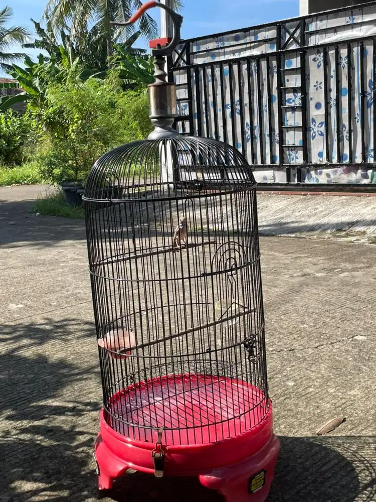 Sanger Fullset Kandang