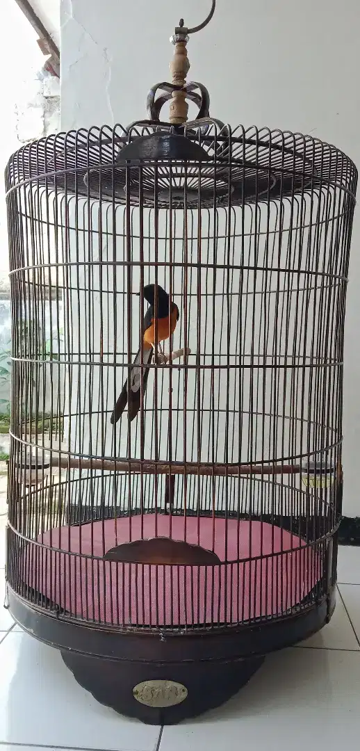 Jual murai batu medan full set