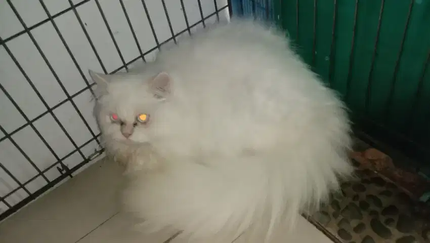 open adopt kitten jantan
