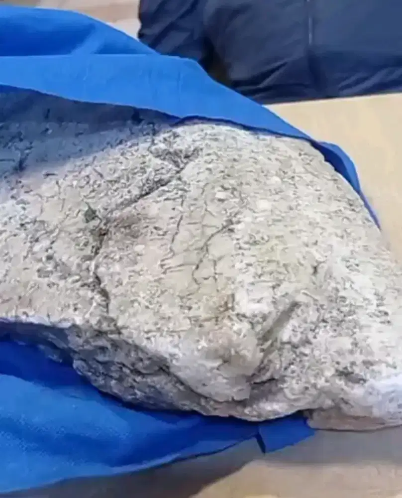 Jual Ambergris (Muntahan Ikan Paus) Super